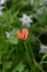 春の花