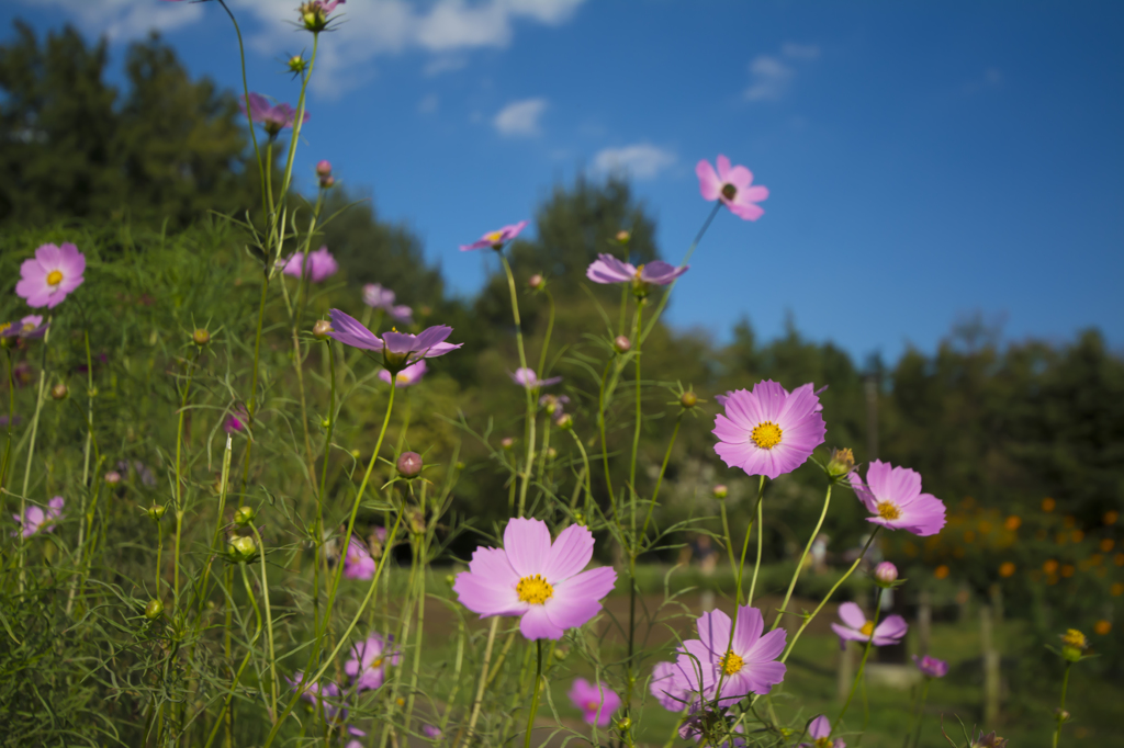 芦花公園　コスモス