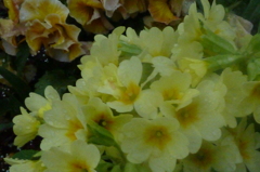 P1000248