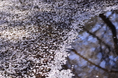 ２０１４．４．４　代々木公園