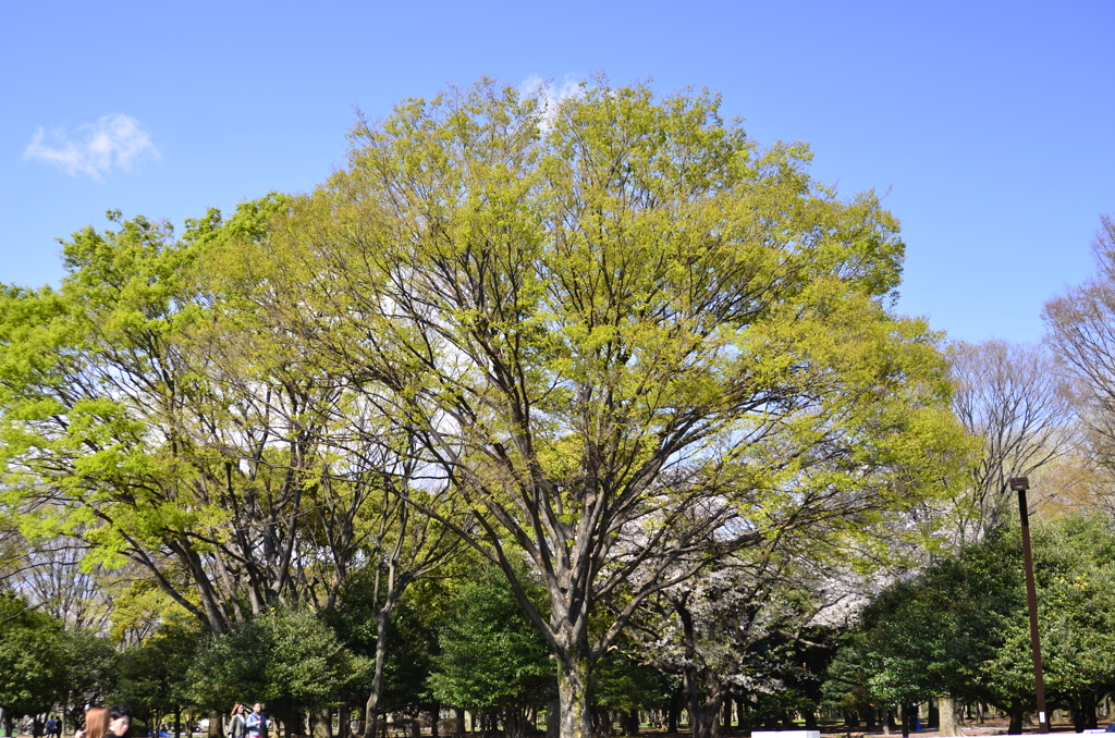 ２０１４．４．４　代々木公園