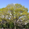 ２０１４．４．４　代々木公園