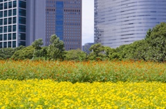 浜離宮恩賜庭園