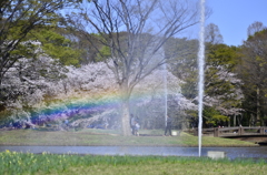 ２０１４．４．４　代々木公園　虹！虹！虹！