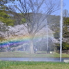 ２０１４．４．４　代々木公園　虹！虹！虹！