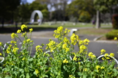 ２０１４．４．４　代々木公園