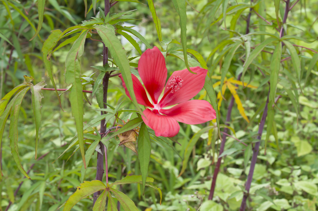 南国の花？