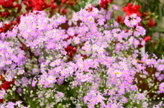 春の花