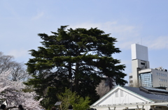 2014・4・1　新宿御苑