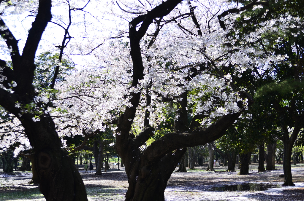 ２０１４．４．４　代々木公園