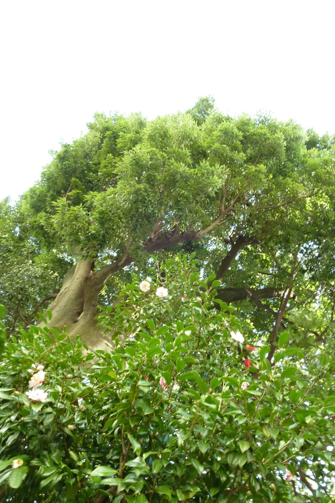 P1000046_1