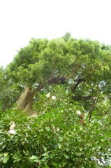 P1000046_1