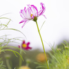 コスモス　上品に