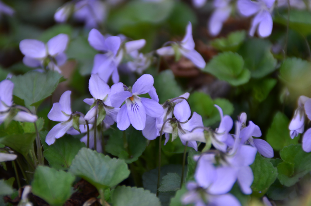 春の花
