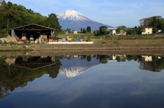 田んぼに富士
