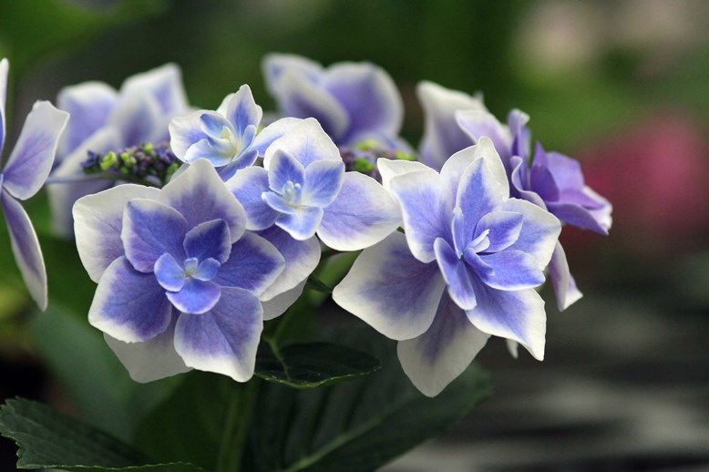 紫陽花Ⅰ