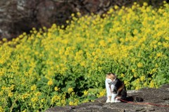 猫と菜の花
