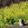 猫と菜の花