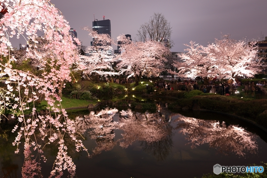 夜桜４
