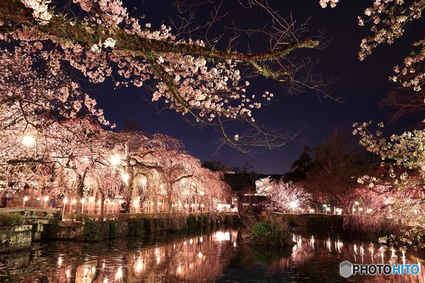 夜桜７