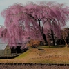 枝垂れ桜２