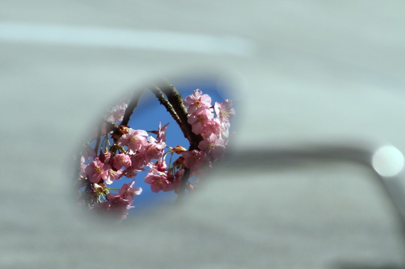 ミラーに写ってる