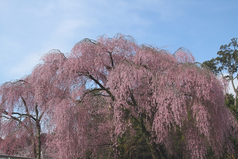 枝垂れ桜1