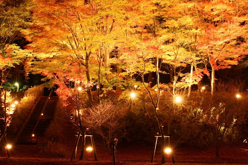 山中湖紅葉４