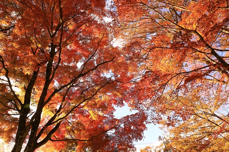 山中湖紅葉祭り２