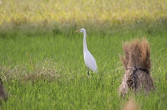 稲と鳥１