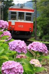 紫陽花と電車Ⅰ