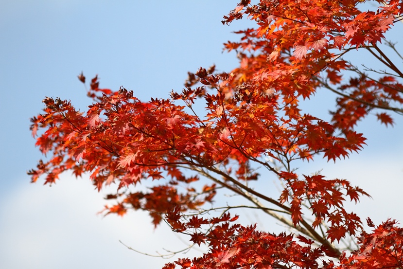 少し紅葉