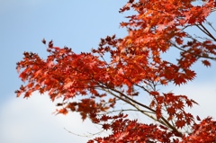 少し紅葉