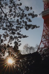 逆光東京タワーと桜
