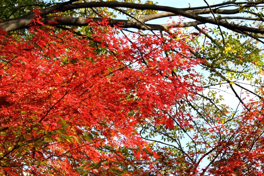 新宿御苑紅葉2