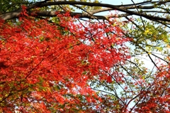新宿御苑紅葉2