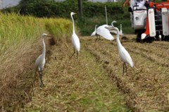 稲と鳥4