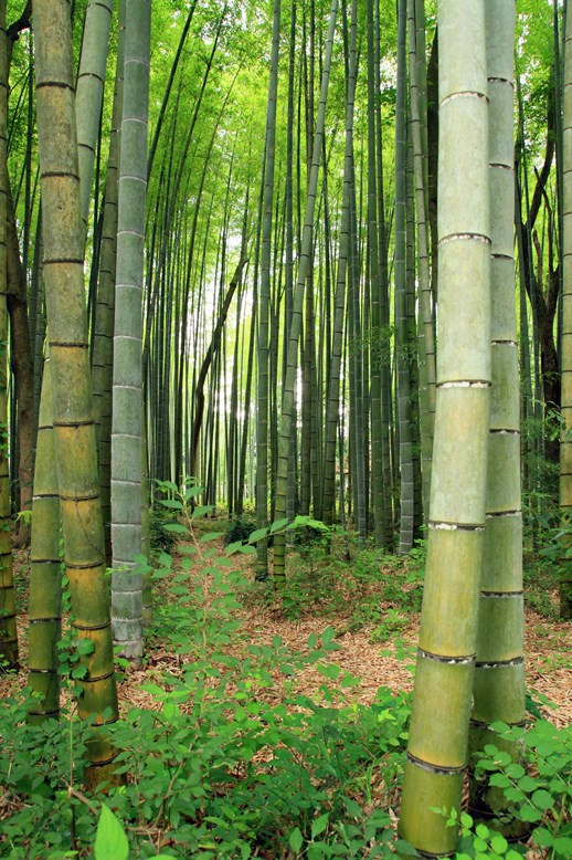 竹林