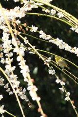 梅と鳥Ⅱ