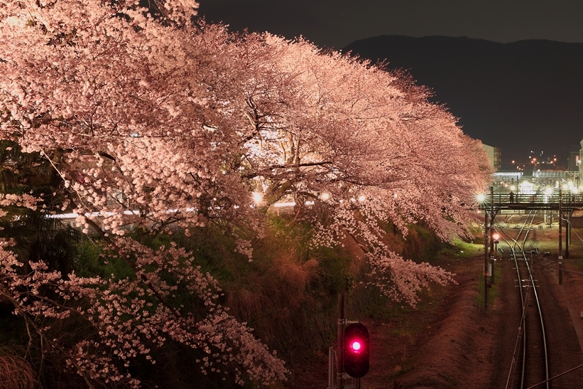 夜桜3