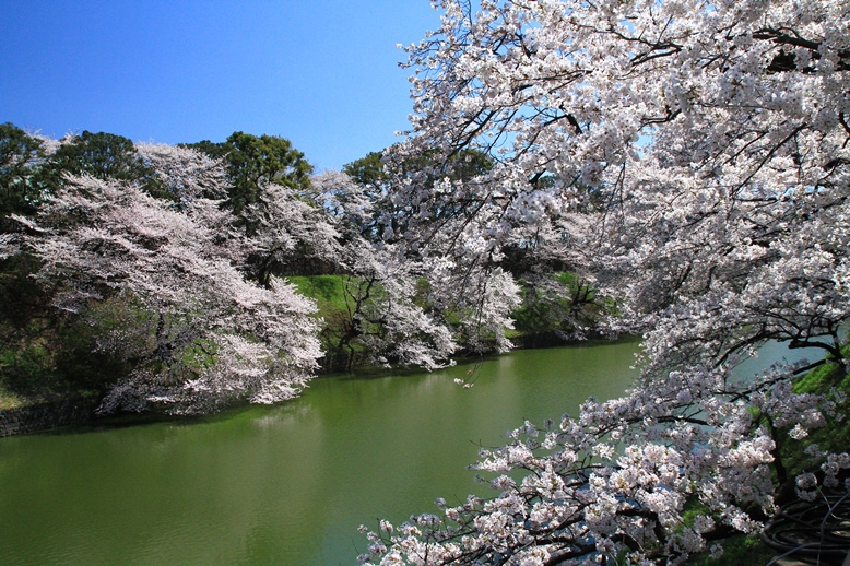 都内桜Ⅰ
