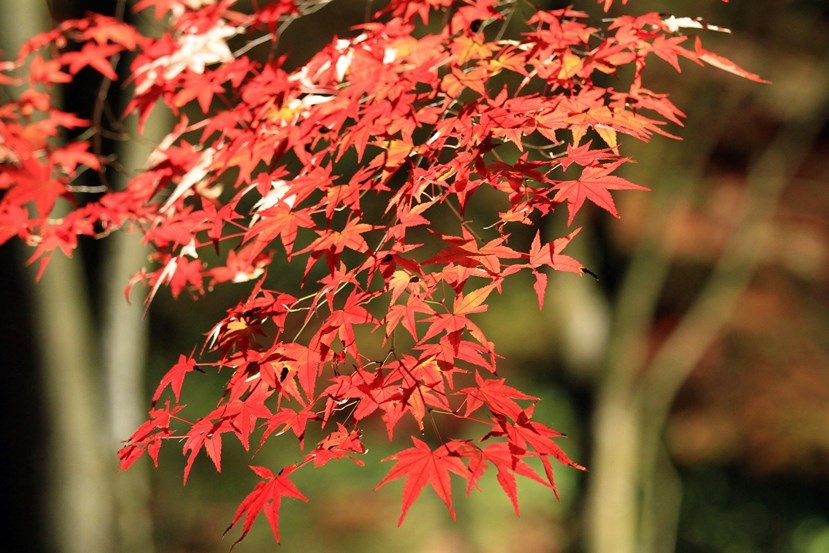 修善寺紅葉１