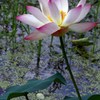 IMG_9999_101