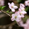 我が町の桜３