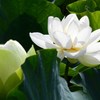 IMG_9999_39