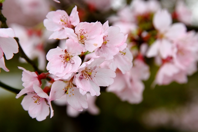 我が町の桜２