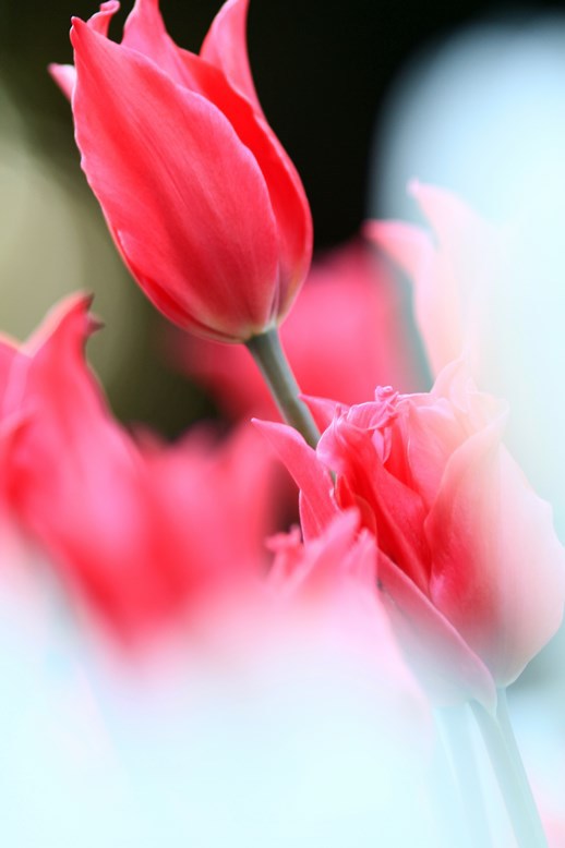 アイスチューリップⅠ