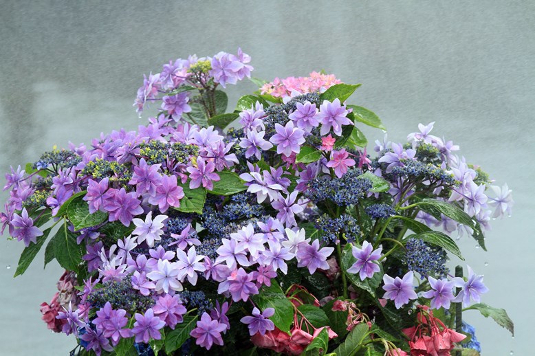 紫陽花Ⅱ