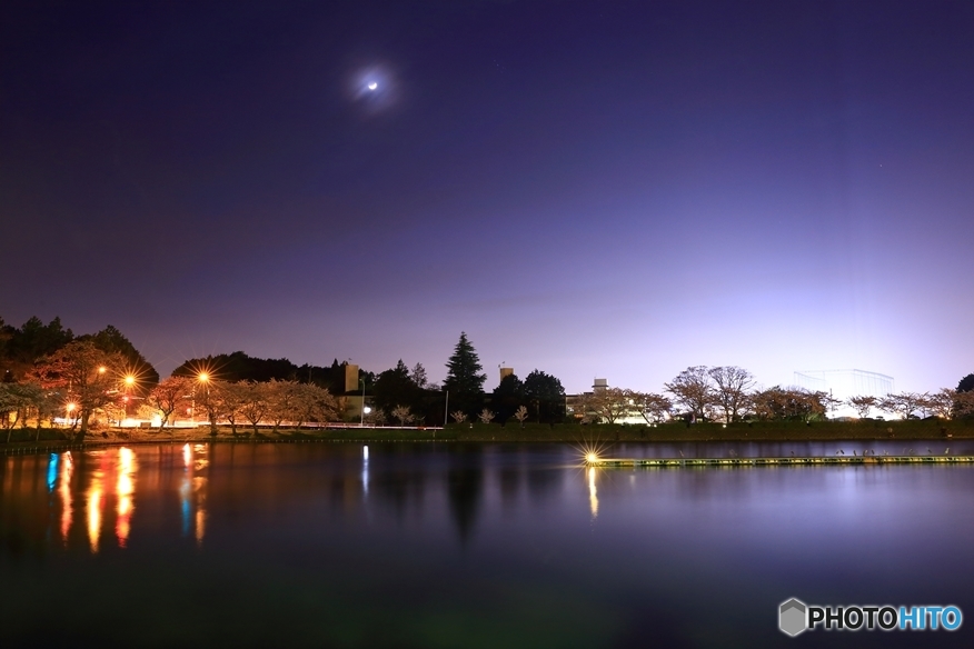 夜桜11