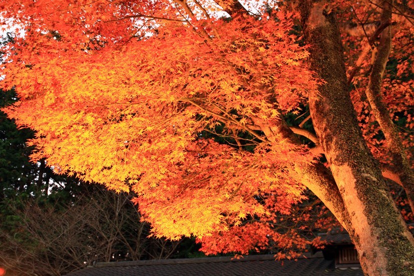 修善寺紅葉5